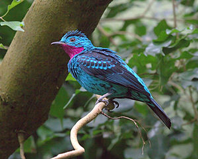 Cotinga